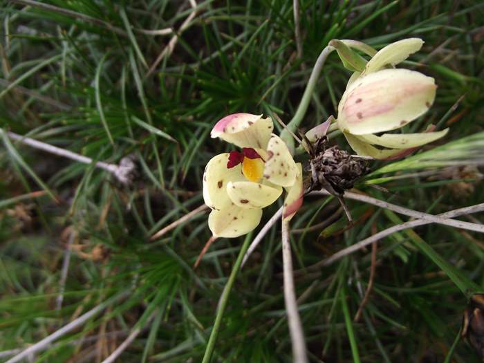 Thelymitra crinita - orchidaceae-0056.JPG